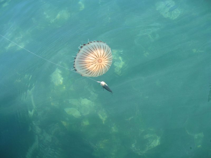 meduse oleron